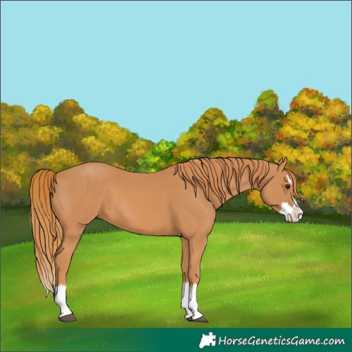 Horse Color:Chestnut Splash 