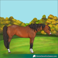 Horse Color:Bay 