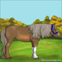 Horse Color:Chocolate Palomino 