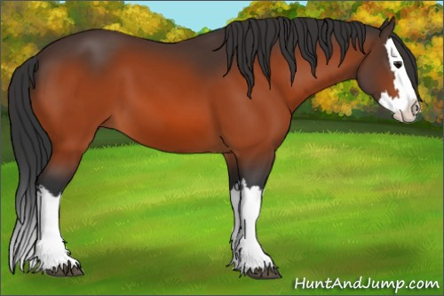 Horse Color:Bay Splash 