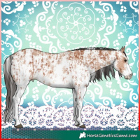 Horse Color:Bay Sabino Rabicano and Bay Dun Sabino Rabicano