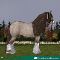 Horse Color:Liver Red Dun Roan Splash Frame Rabicano 