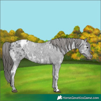 Horse Color:Black Ice Appaloosa 
