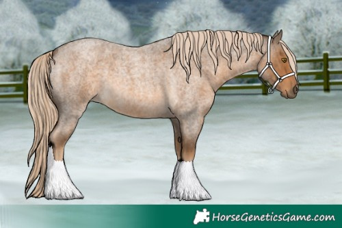 Horse Color:Chocolate Palomino Roan