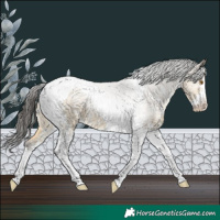 Horse Color:Buckskin Dun Sabino Tobiano Appaloosa 