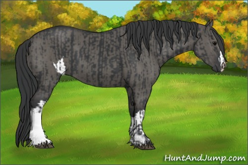 Horse Color:Black  and Grullo 
