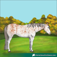 Horse Color:White Spotted Bay Splash  and White Spotted Amber Champagne Splash 