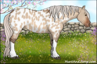 Horse Color:Silver Brown Dun Appaloosa 