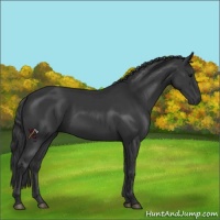 Horse Color:Black Sabino