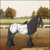 Horse Color:Grullo Near Leopard 