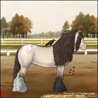 Horse Color:Bay Dun Appaloosa 