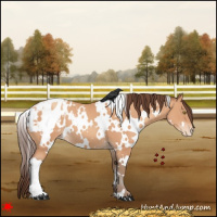 Horse Color:White Spotted Sable Champagne Appaloosa 