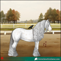 Horse Color:White Spotted Bay Dun Sabino Rabicano 
