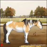 Horse Color:White Spotted Buckskin Tobiano 
