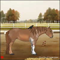 Horse Color:White Spotted Chestnut 