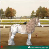 Horse Color:White Spotted Red Dun Blanket 
