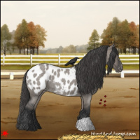 Horse Color:Grullo Roan Near Leopard