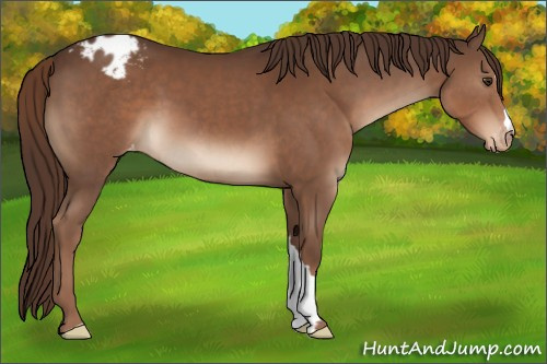 Horse Color:Liver Chestnut Appaloosa 