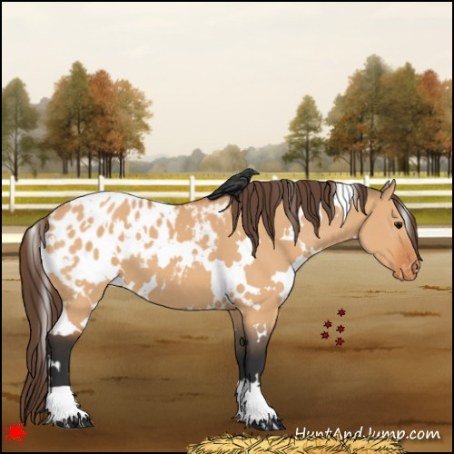 Horse Color:White Spotted Bay Dun Appaloosa 