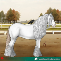 Horse Color:Red Dun Appaloosa 