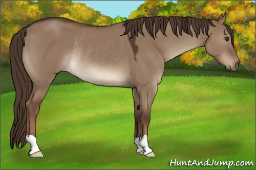 Horse Color:Liver Red Dun Rabicano 