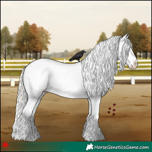 Horse Color:Silver Grullo Appaloosa 