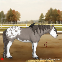 Horse Color:Grullo Roan Splash Appaloosa 