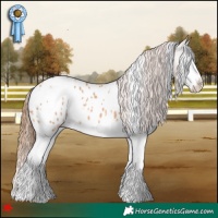 Horse Color:White Spotted Red Dun Splash Appaloosa 