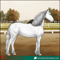 Horse Color:White Spotted Palomino Appaloosa 
