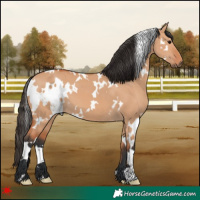 Horse Color:White Spotted Bay Dun