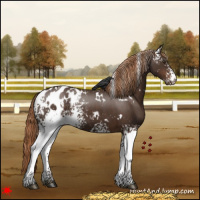 Horse Color:White Spotted Liver Chestnut Blanket 
