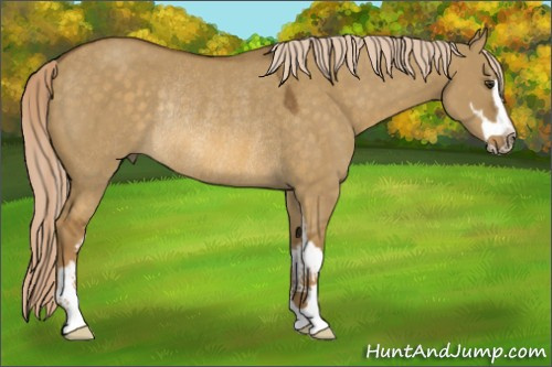Horse Color:Chocolate Palomino Dun Sabino Rabicano 