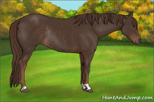 Horse Color:Liver Chestnut Rabicano 