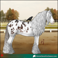 Horse Color:White Spotted Bay Splash Appaloosa 