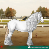 Horse Color:White Spotted Buckskin Roan Dun Appaloosa