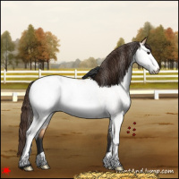 Horse Color:White Spotted Bay Dun Appaloosa