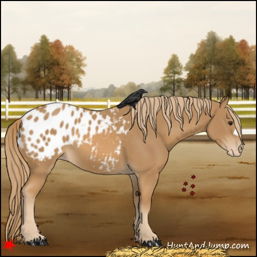 Horse Color:Chestnut Appaloosa 