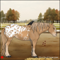 Horse Color:Chestnut Appaloosa