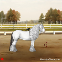 Horse Color:White Spotted Bay 
