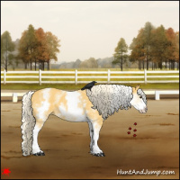 Horse Color:White Spotted Palomino 