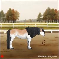 Horse Color:White Spotted Bay Dun