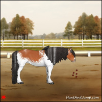 Horse Color:White Spotted Bay Roan