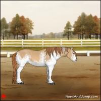 Horse Color:White Spotted Red Dun 