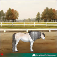 Horse Color:White Spotted Bay Roan Dun 
