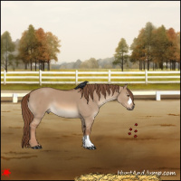 Horse Color:Red Dun