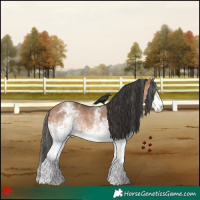 Horse Color:White Spotted Brown Dun 