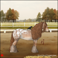 Horse Color:Red Roan Appaloosa 
