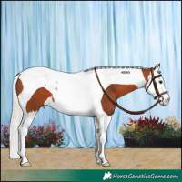 Horse Color:Silver Brown Splash Tobiano 