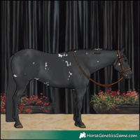 Horse Color:White Spotted Black 