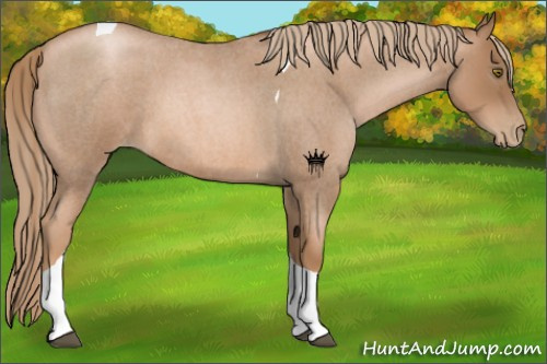 Horse Color:Liver Red Roan Pearl Tobiano